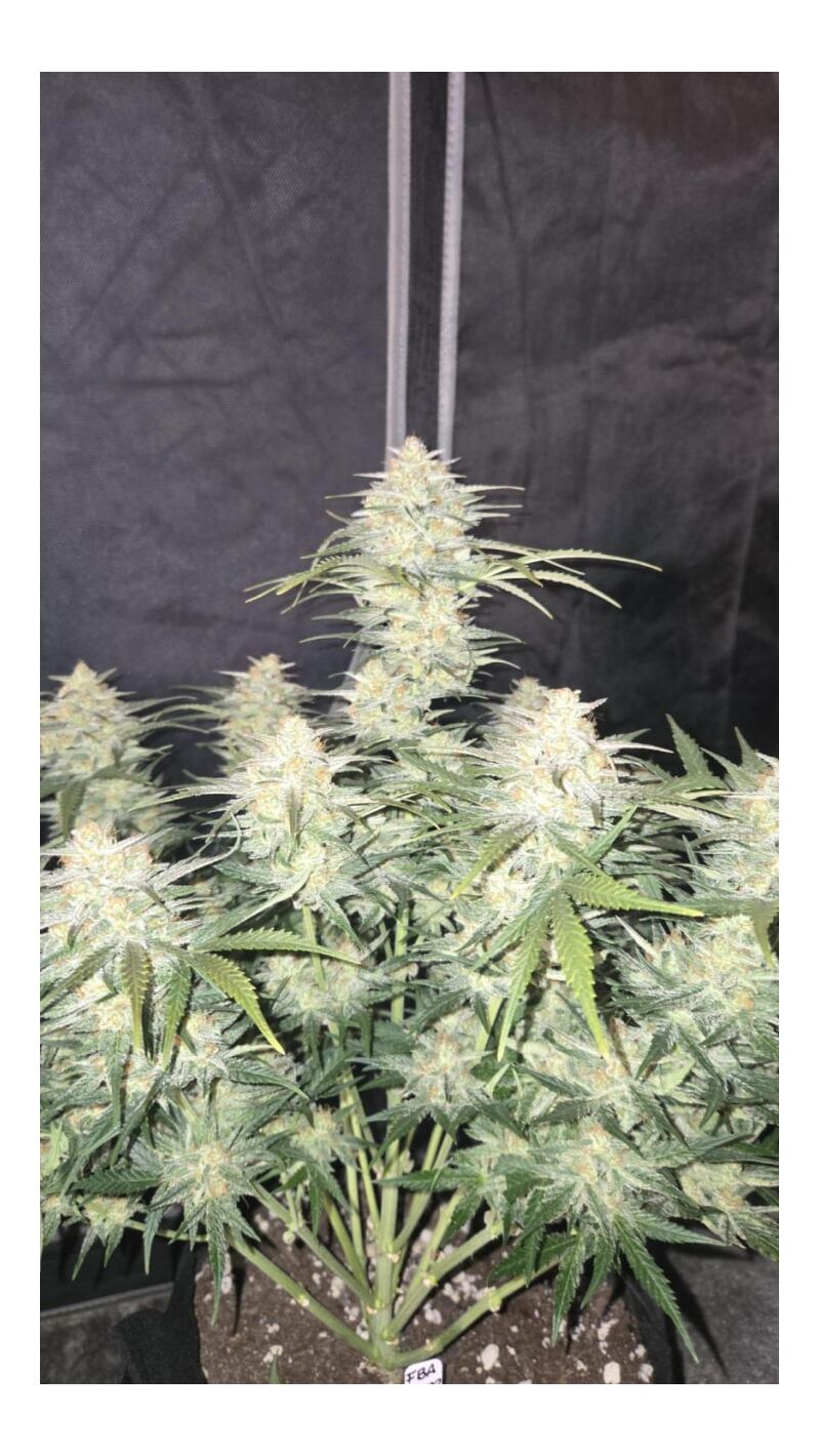 Frostbanger Auto, Фасовка: 3, изображение 3